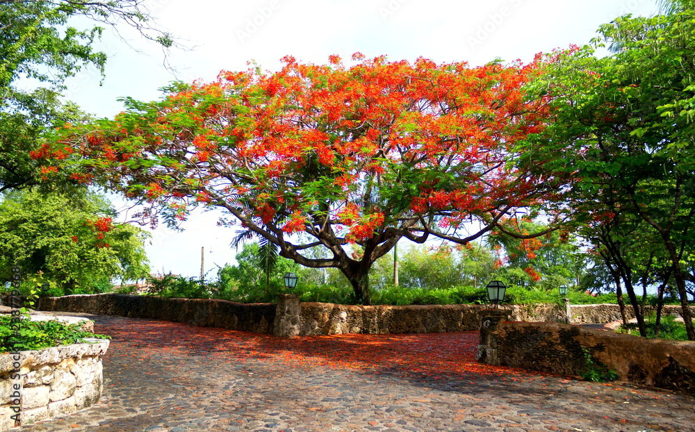 Naklejka premium tropical tree in autumn