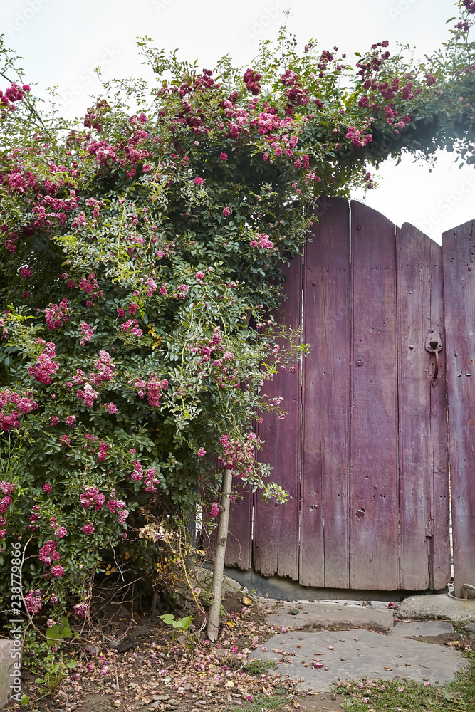 Rose bush on wooden gate