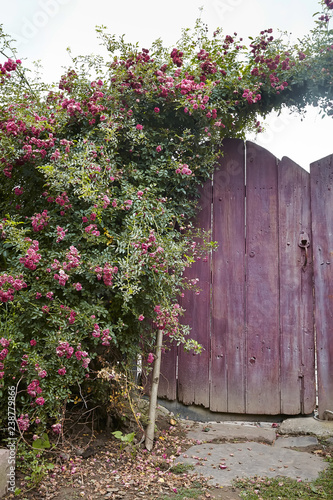 Obraz na płótnie Rose bush on wooden gate w salonie