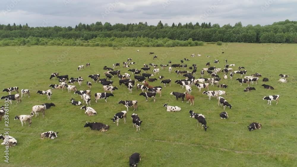Aerial view cows graze on the green field pasture feed on grass.. Cows on summer pasture. Cows Grazing On a meadow Aerial view cows graze on the green field pasture feed on grass.. Cows on summer pasture. Cows Grazing On a meadow