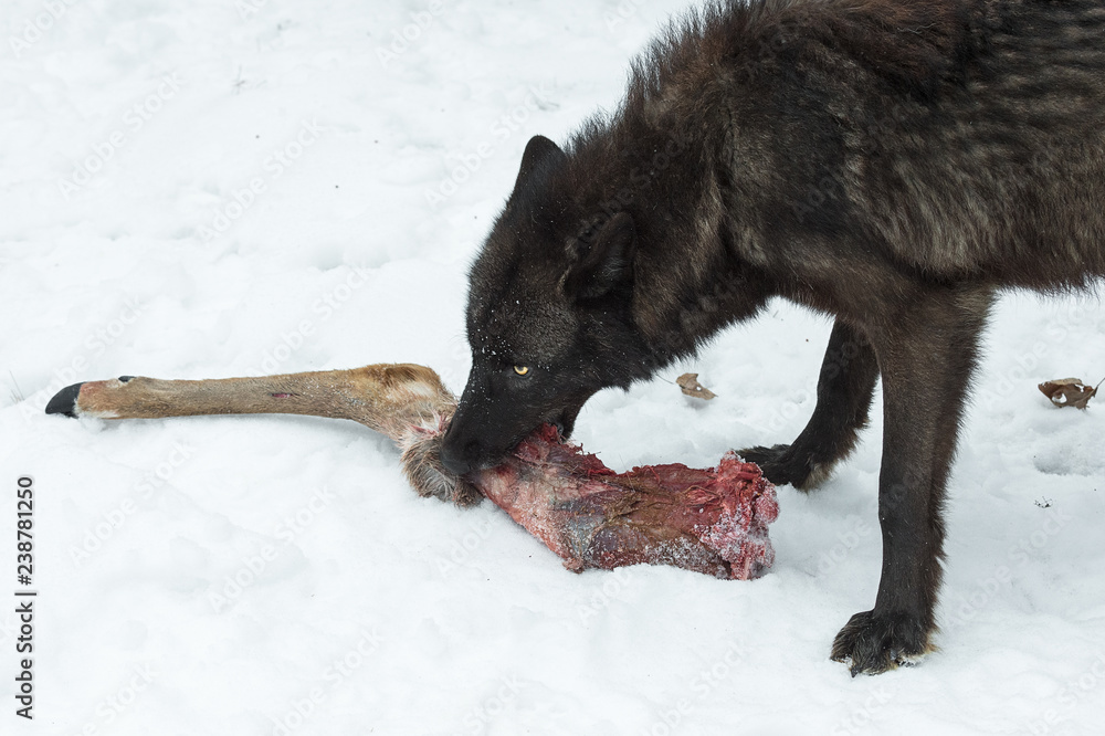 Obraz premium Faza czarnego wilka szarego (Canis lupus) łapie zimę za nogę jelenia białoogonowego