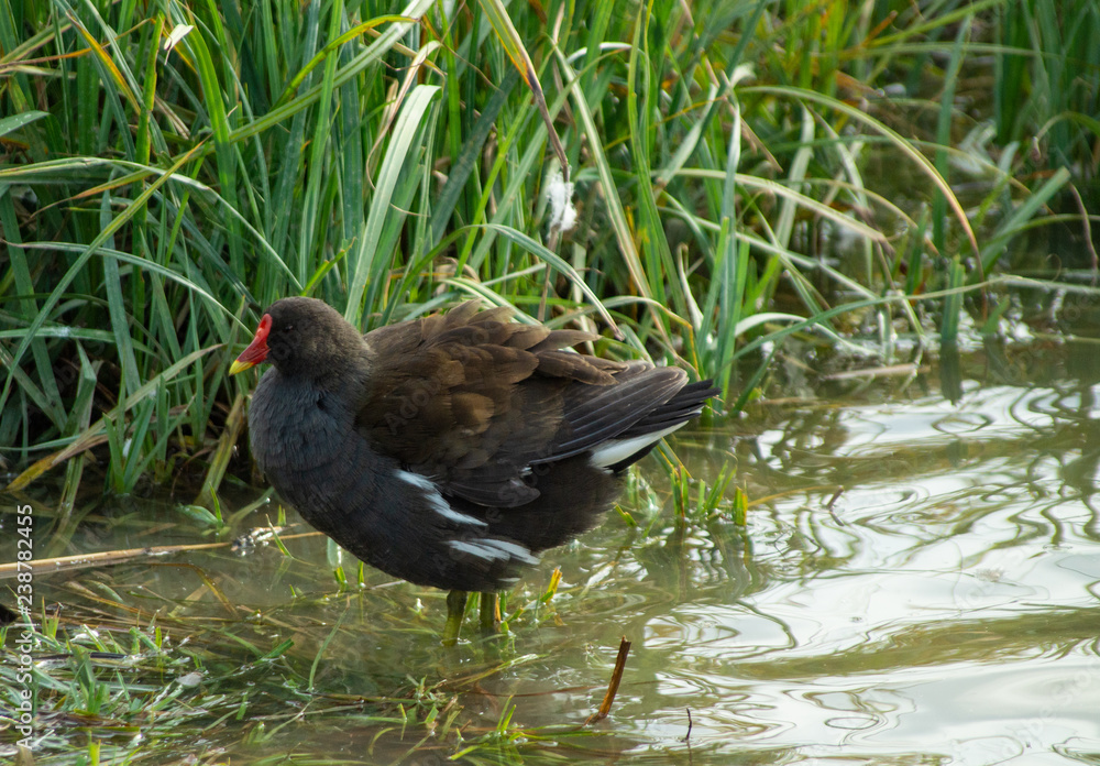 Common Moorhen in Lake Setting Common Moorhen in Lake Setting