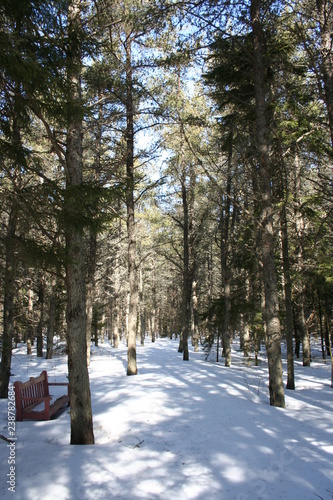 Forest Snow
