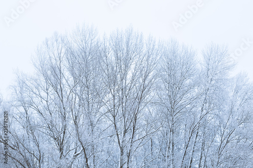 snow covered trees © martina87
