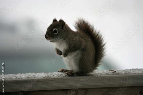 Chubby Squirrel Standing Eating