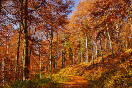 Autumn in the primeval forest. Bieszczady Mountains. "Hulskie" Nature Reserve