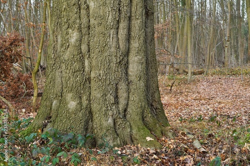 Alter Baum im Wald.