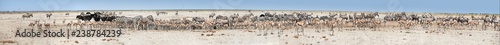 Very long panoramic photo of huge herds of wildlife drinking at busy waterhole, Etosha, Namibia. Etosha national park safari game drive. Wildlife photography in South Africa, Botswana and Namibia.