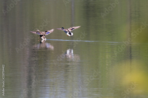 Anas platyrhynchos - Mallard duck © wollertz