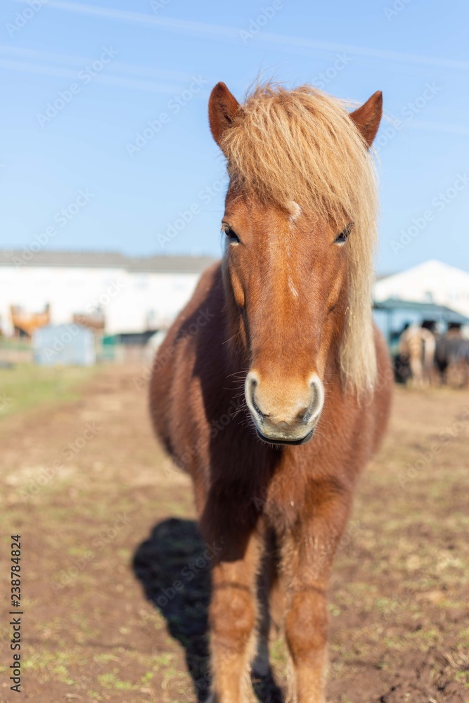 Fototapeta premium Caballos