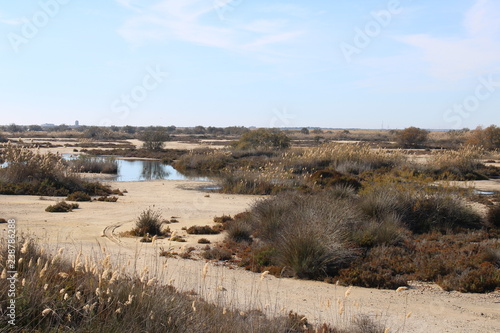 Arid zone with dry plants