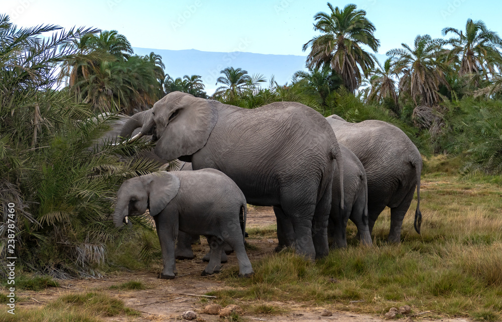 Naklejka premium Elefanten in Kenia