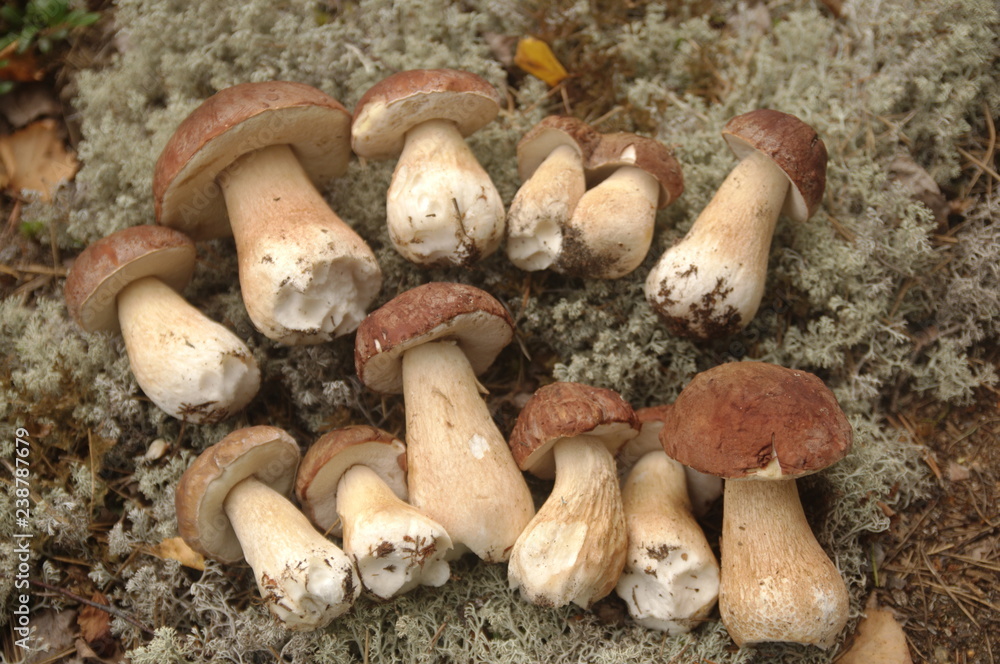 harvested white mushrooms in the forest harvested white mushrooms in the forest