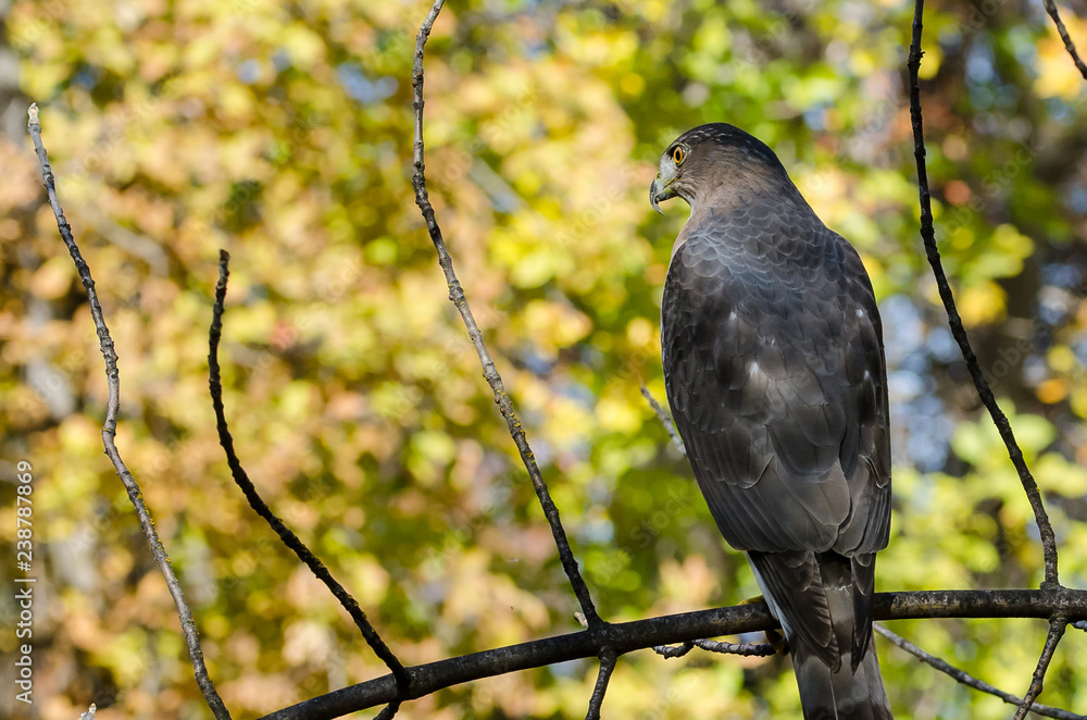 Fototapeta premium Cooper's Hawk Perched in an Autumn Tree