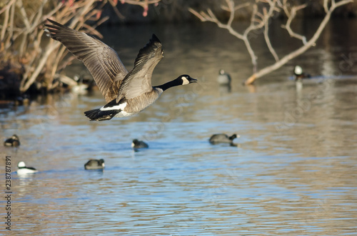 Canada Goose Flying Low Over the Autumn Wetlands