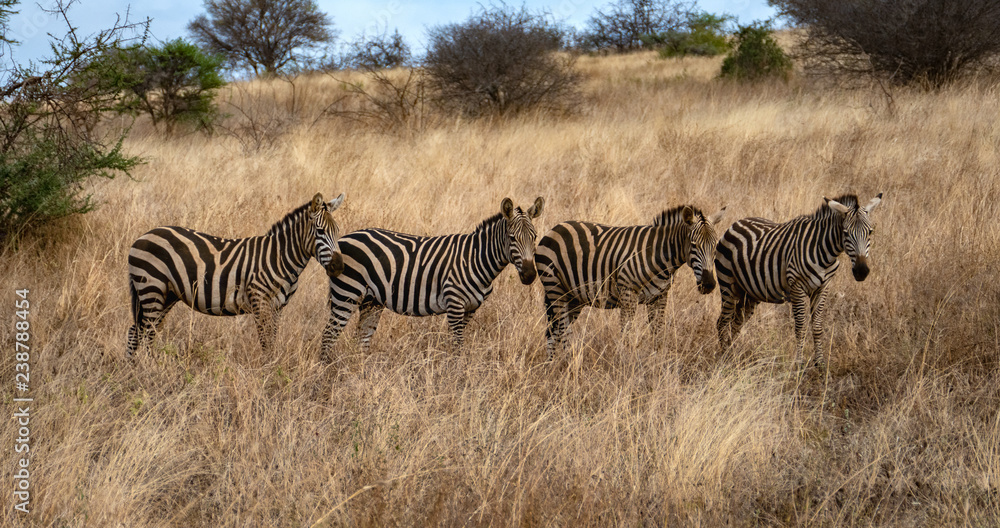 Fototapeta premium Zebra