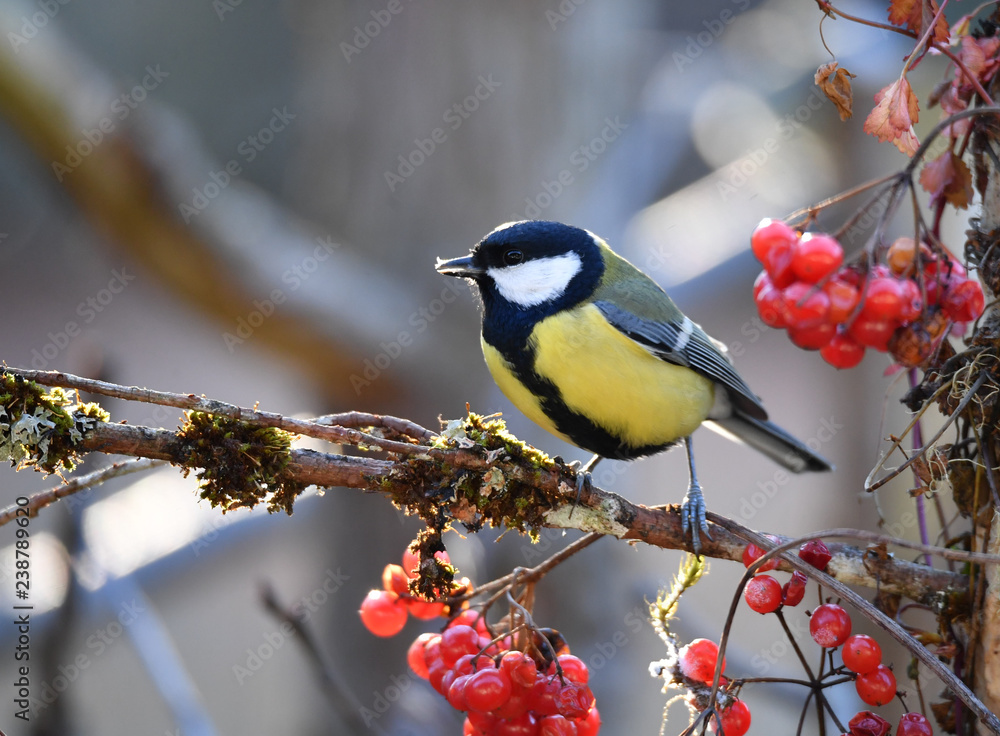 Naklejka premium Kohlmeise auf Ast