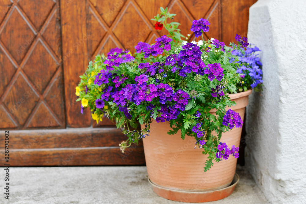 The flowers in clay pot on the background of wooden doors