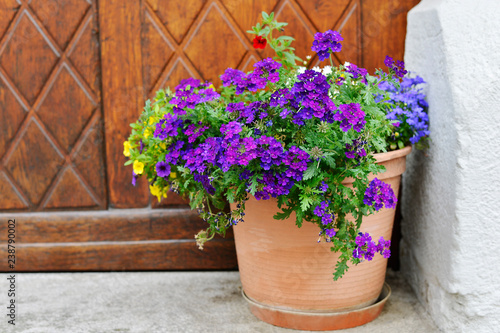 The flowers in clay pot on the background of wooden doors