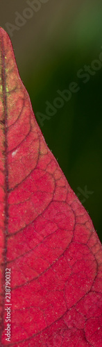 Red Leave