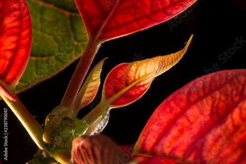 Red Leave