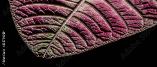 Red Leave