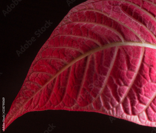 Red leaf