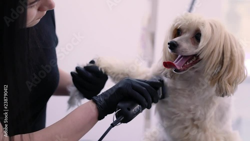 Dog In Pet Grooming Salon Getting Hair Cut With Trimmer
