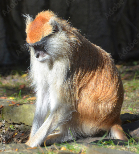 The patas monkey (Erythrocebus patas), also known as the wadi monkey or hussar monkey, is a ground-dwelling monkey distributed over semi-arid areas of West Africa, and into East Africa.  photo