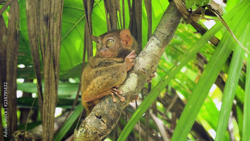 Tarsier on the tree. Tarsier sitting on a branch with green leaves, the smallest primate Carlito syrichta. Tarsier in natural living environment. Bohol island, Philippines.
