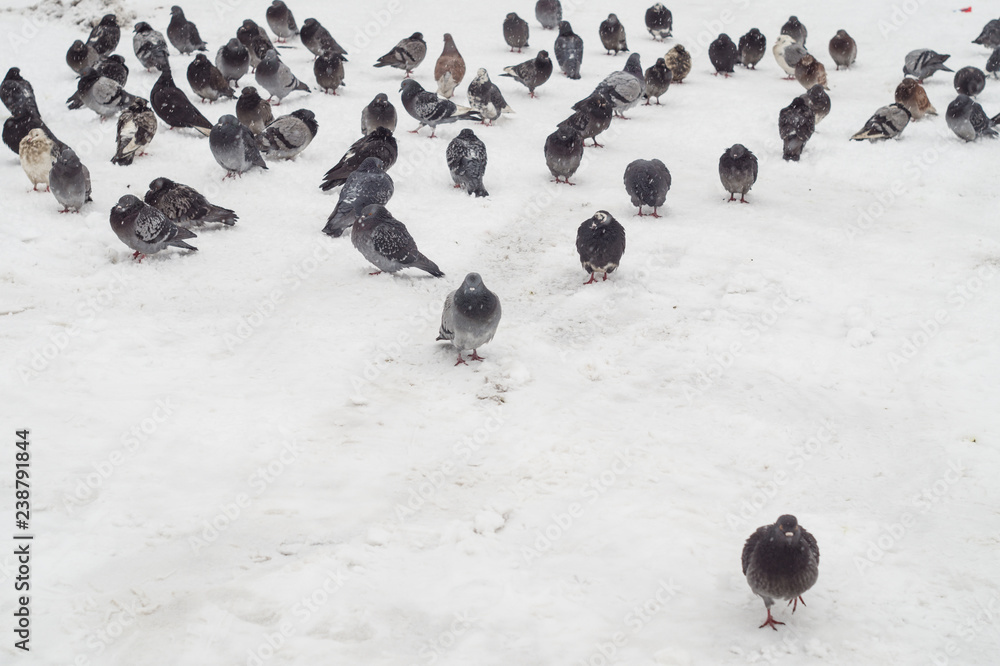 Fototapeta premium A flock of pigeons in the snow