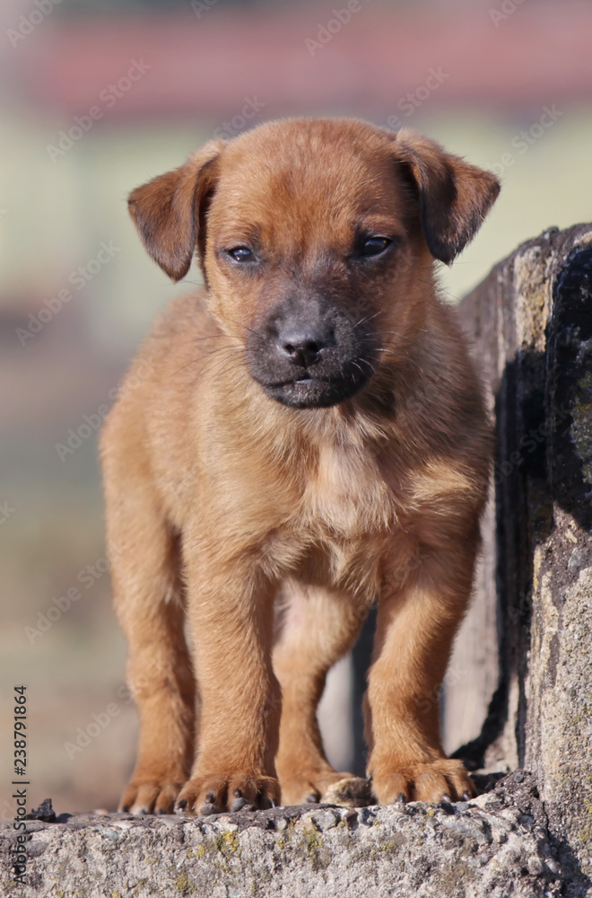 Stray baby dog Stray baby dog