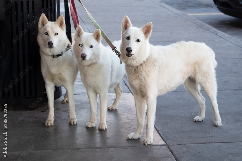 Three beautiful white dogs with ice blue eyes tied to a trash can outside a store while their master shops - looking straight at camera Three beautiful white dogs with ice blue eyes tied to a trash can outside a store while their master shops - looking straight at camera