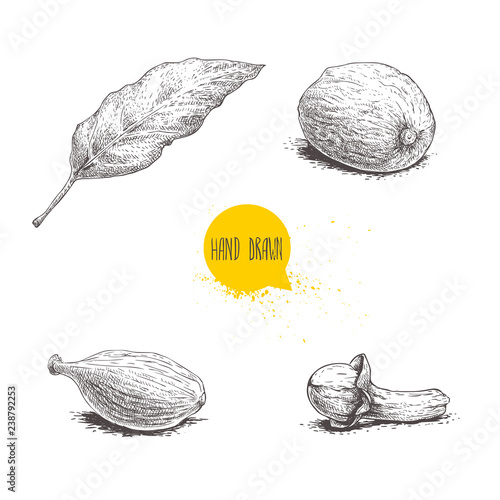 Hand drawn sketch spices set. Bay leaf, nutmeg, cardamom and clove. Herbs, condiments and spices vector illustration isolated on white background.