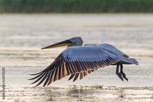 dalmatian pelican (pelecanus crispus)