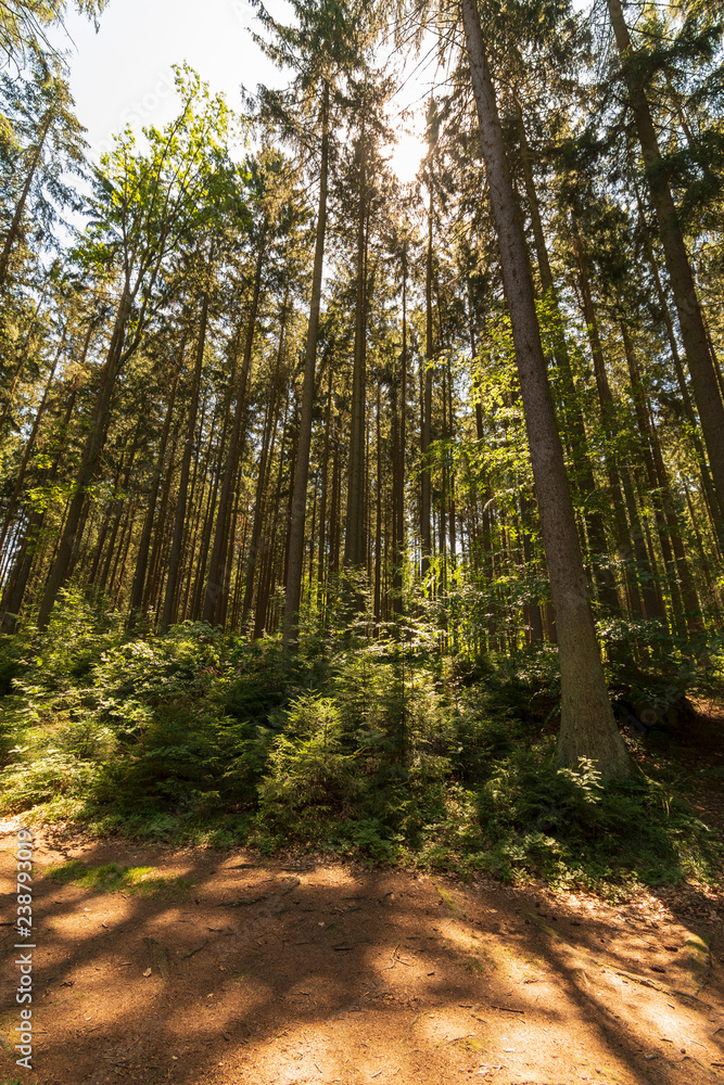 Fototapeta premium beautiful green forest