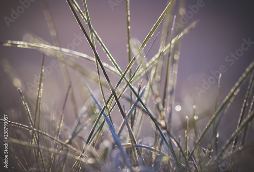 Frozen morning grass © KSCHiLI