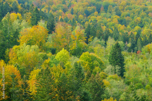 Fototapeta Naklejka Na Ścianę i Meble -  Autumn in the primeval forest. Bieszczady Mountains.