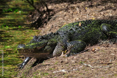 Alligator in Florida swamp