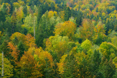 Autumn in the primeval forest. Bieszczady Mountains.