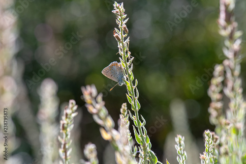 Lycaenidae / Çokgözlü Mavi / / Polyommatus icarus