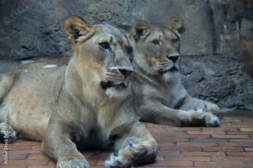 Two Female Lions  Two Lionesses