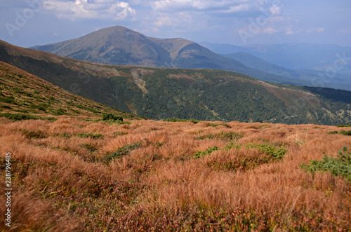 The stone peaks of the mountain ranges of Hoverla Ukrainian Carpathian mountains covered with ancient conifer forests