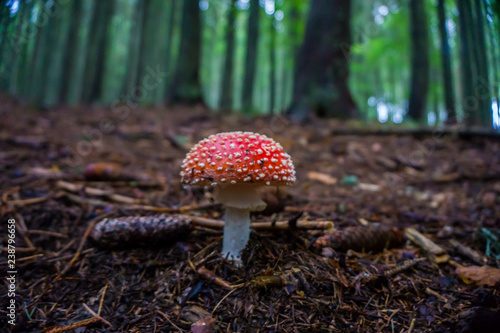 Forest Mushroom Amanita muscaria colors of autumn. Toxic mushroom in the forest