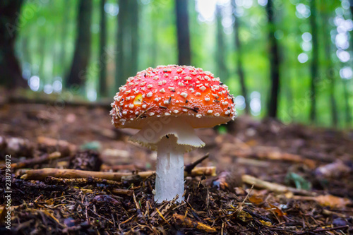 Forest Mushroom Amanita muscaria colors of autumn. Toxic mushroom in the forest