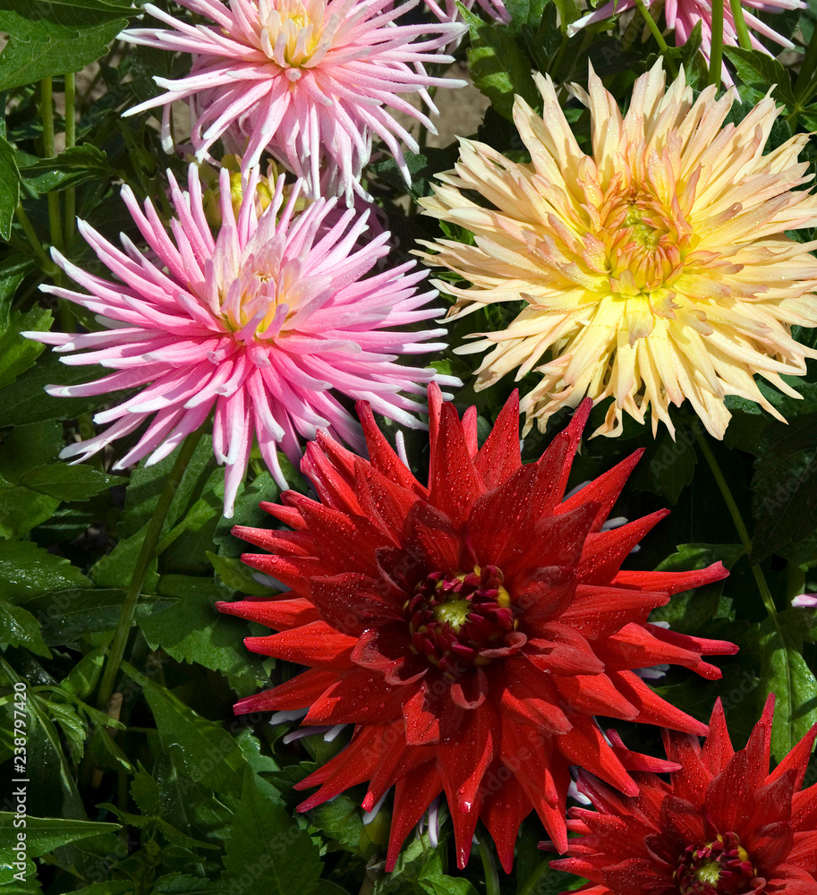 Dahlia Cactus Dahlia Cactus