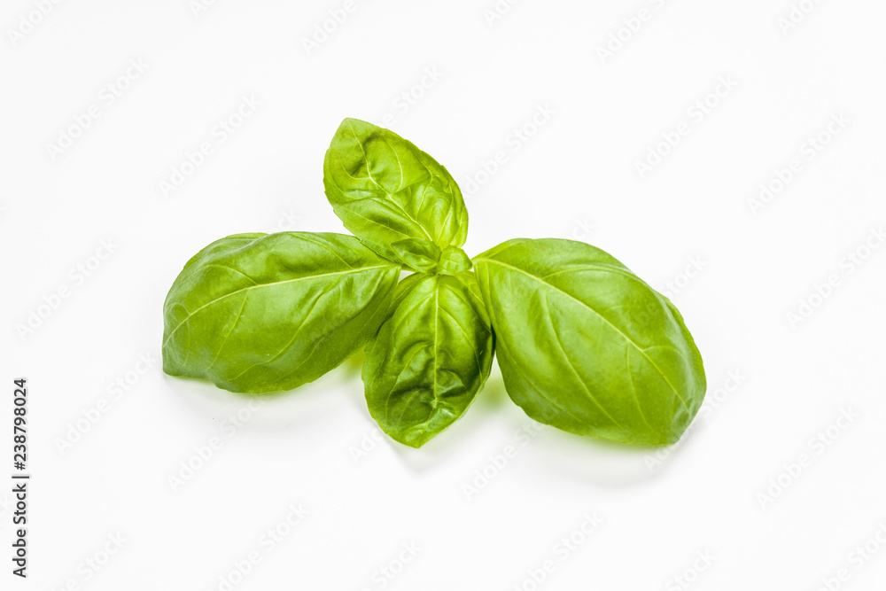 Basil leaves isolated on white background Basil leaves isolated on white background