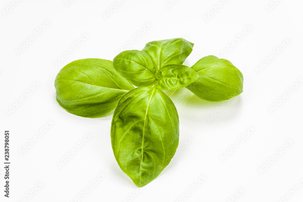 Basil leaves isolated on white background Basil leaves isolated on white background
