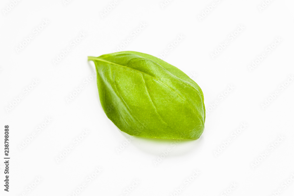 Basil leaves isolated on white background Basil leaves isolated on white background