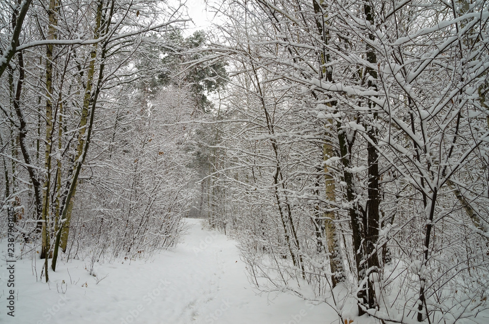  Winter snow forest. Snow lies on the branches of trees. Frosty snowy weather. Beautiful winter forest landscape.